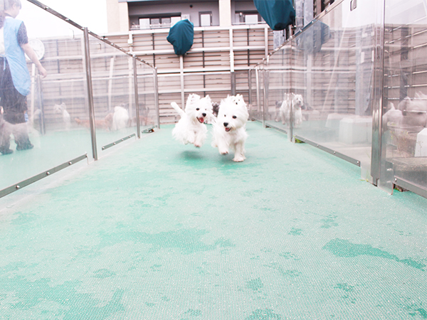 生徒とモデル犬が大好きなドッグラン♪